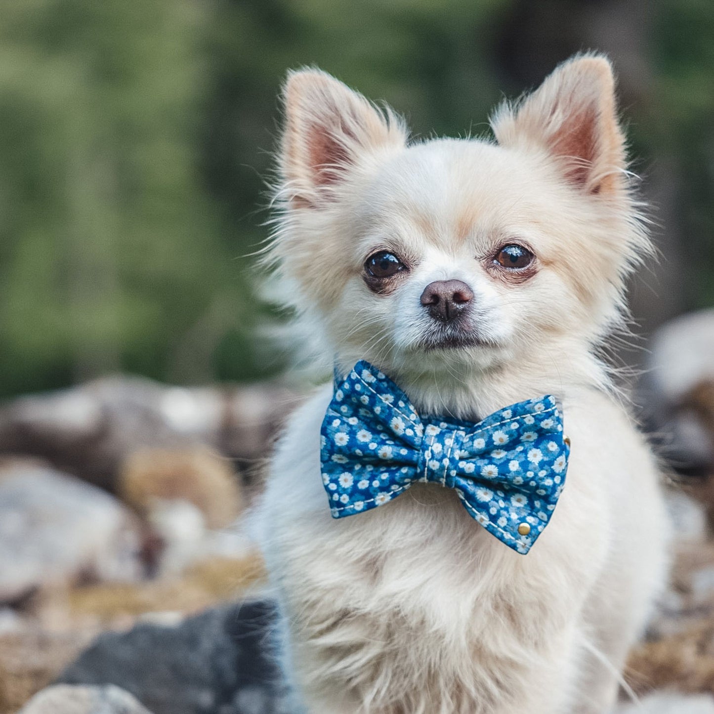 Kork Sløyfe til Hund - Daisy