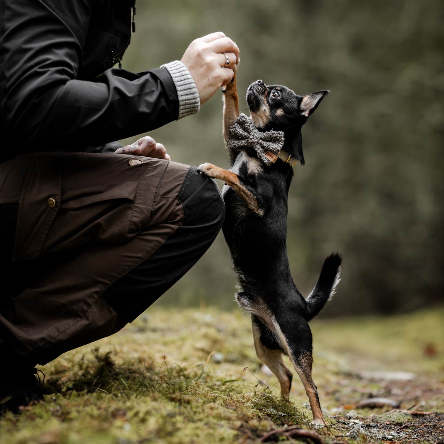 Boucle Sløyfe til Hund - Valnøtt