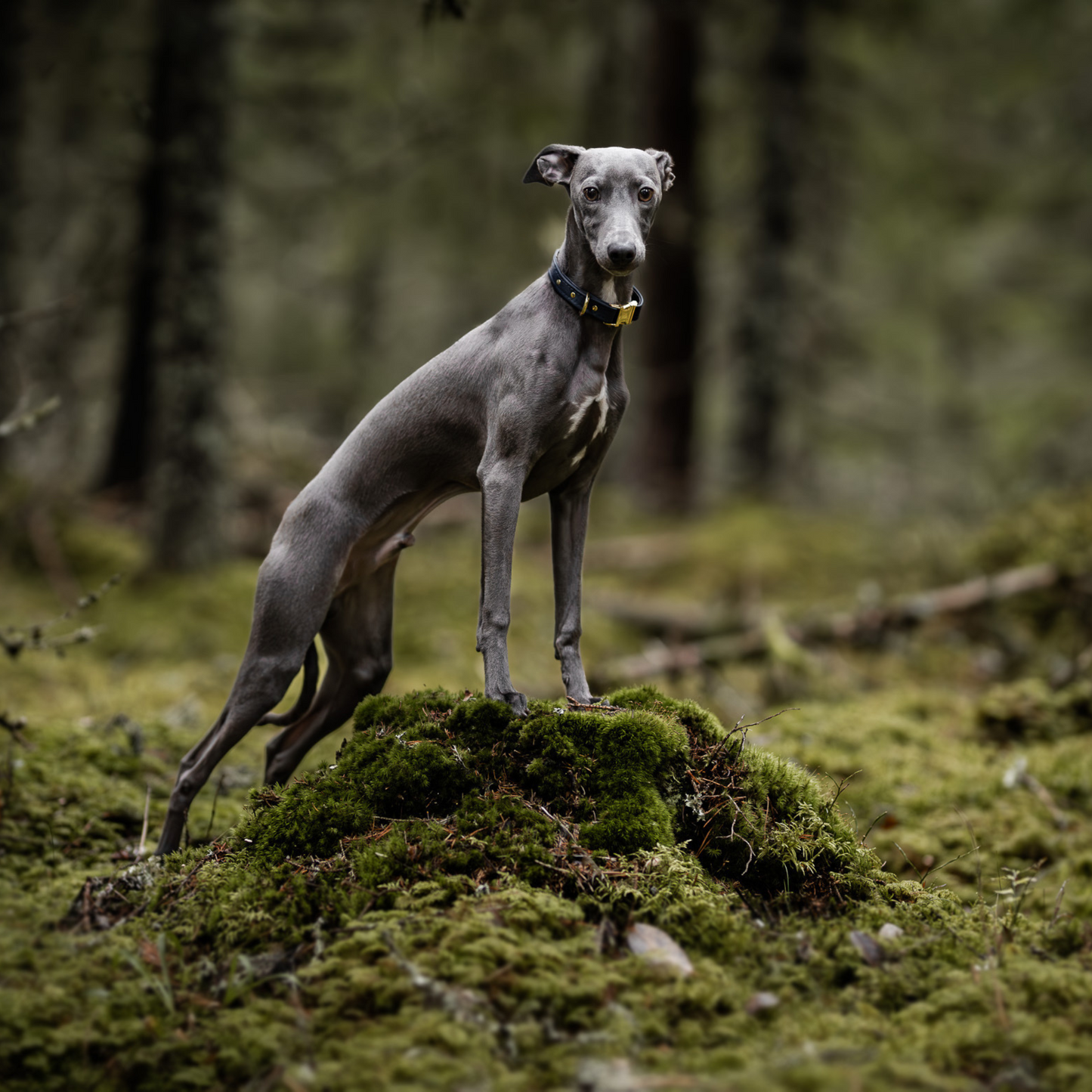 justerbart sort hundehalsbånd