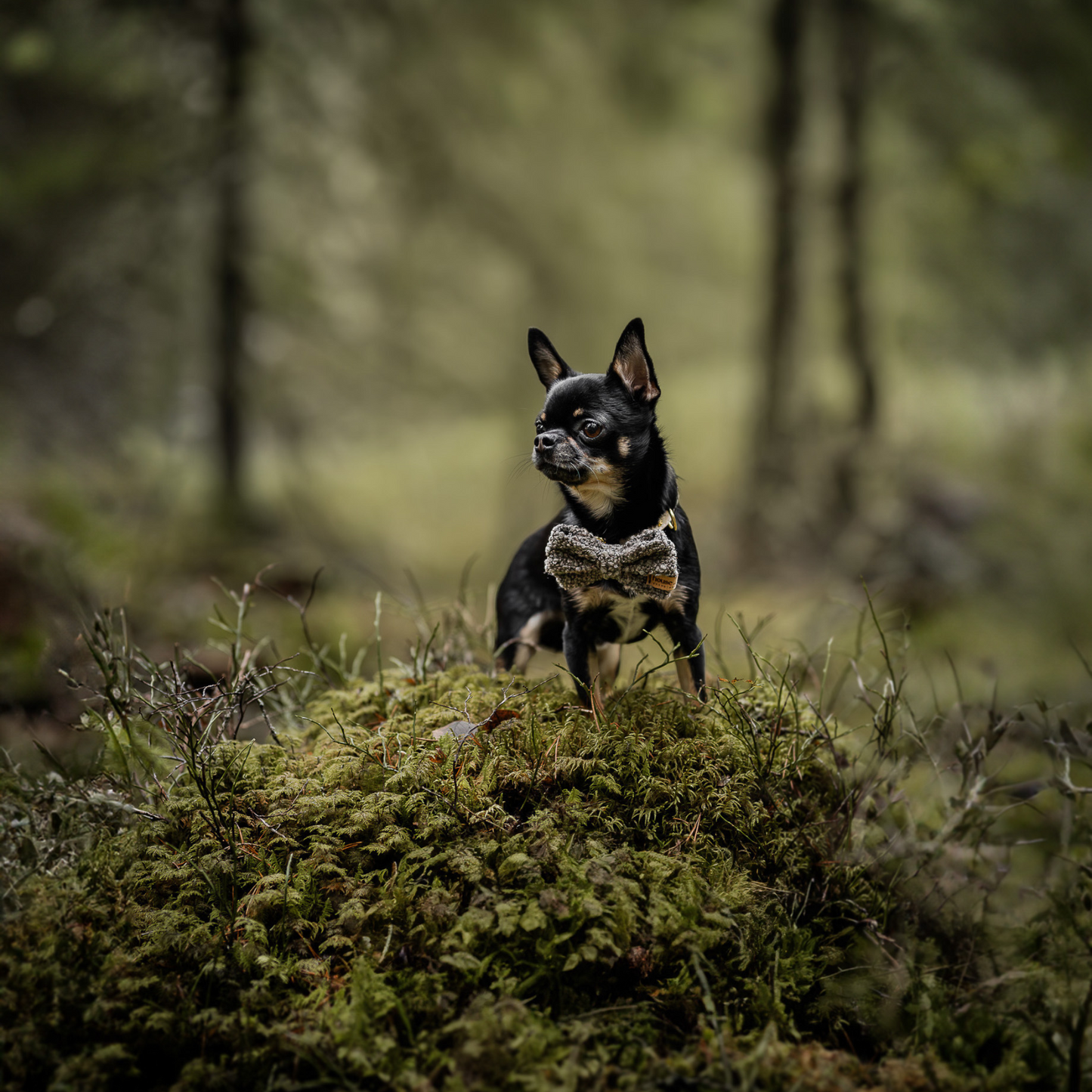 Boucle Sløyfe til Hund - Valnøtt