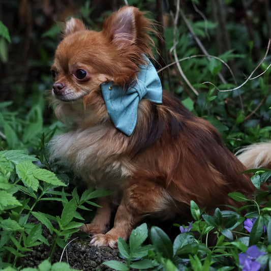 Håndlaget Korksløyfe til Hund – Luksuriøs og Miljøvennlig - Sky Blue