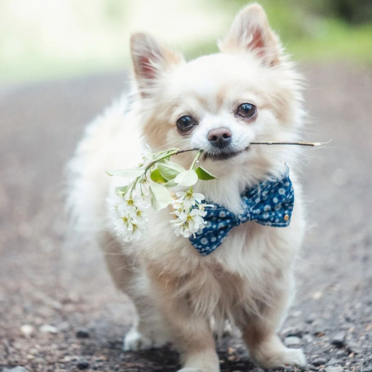 Kork Sløyfe til Hund - Daisy