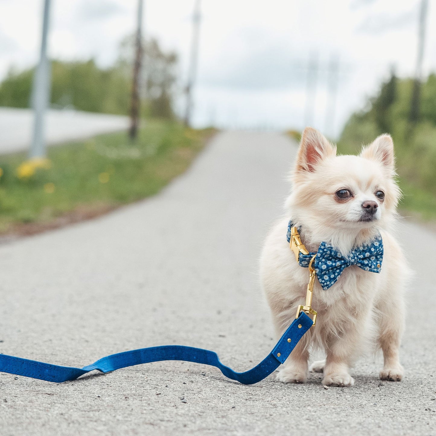 Luksuriøst Håndlaget Korkbånd til Hund – Miljøvennlig og Slitesterkt - Azure