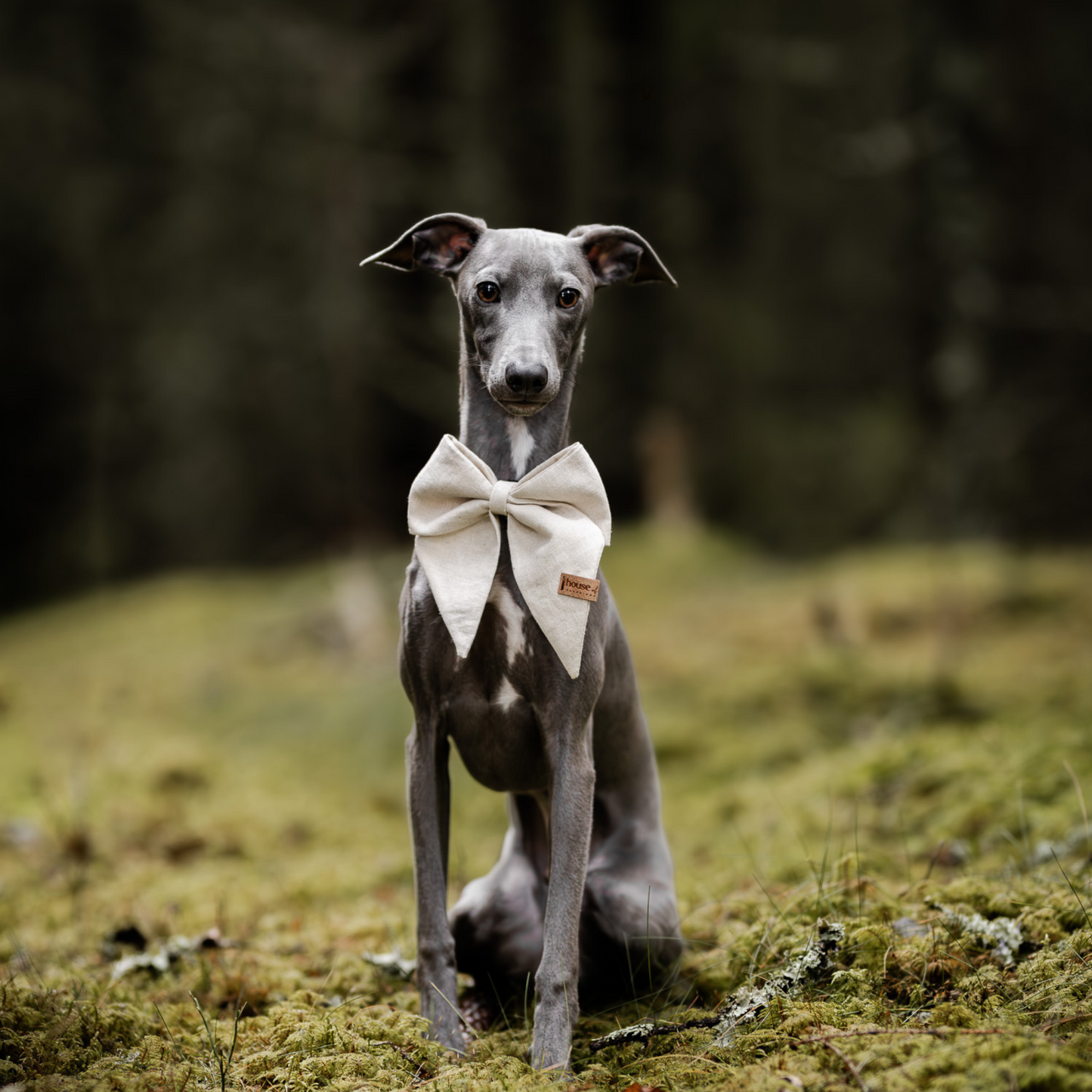 Sailor Bow - Champagne Dog Bow Tie