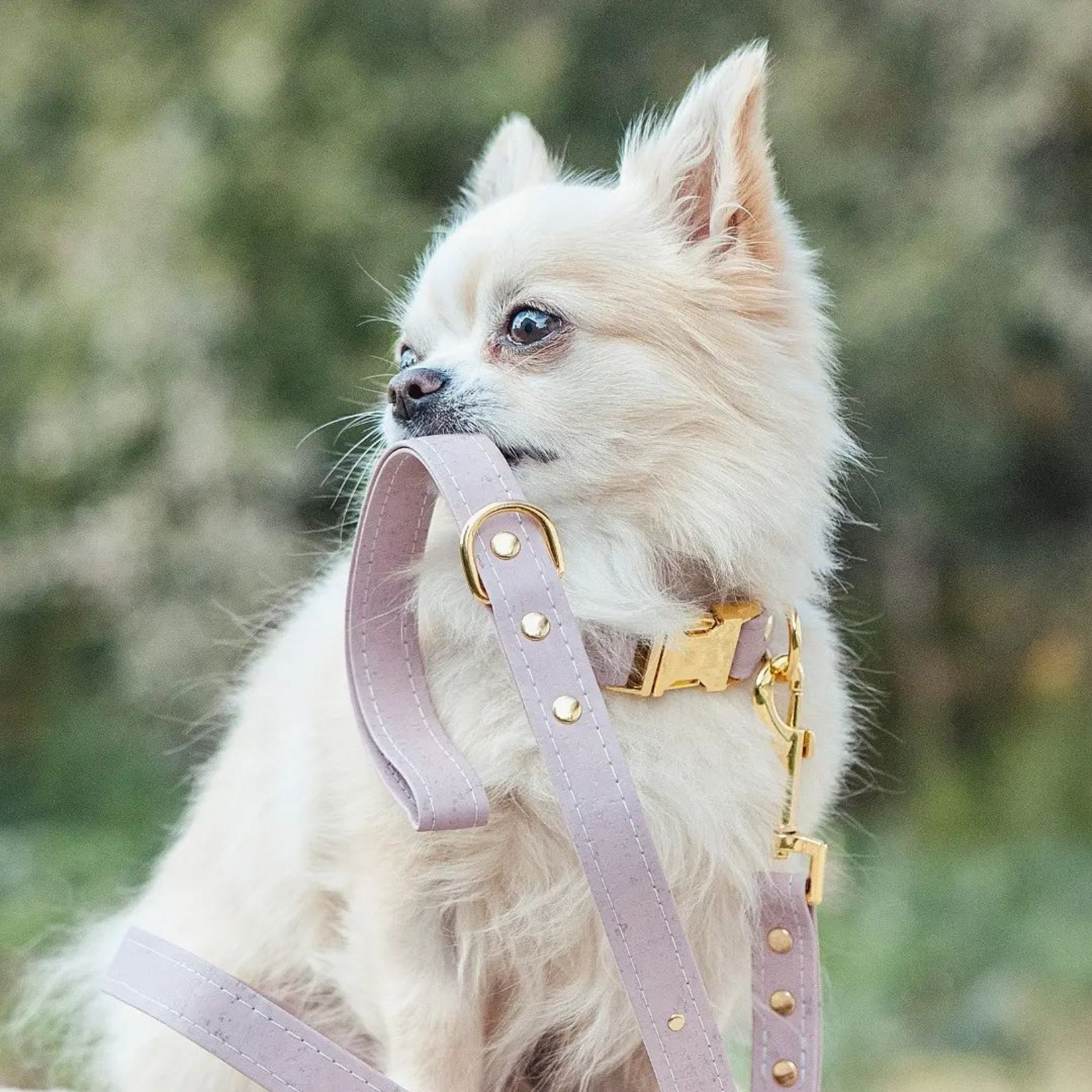 rosa halsbånd og kobbel til hund