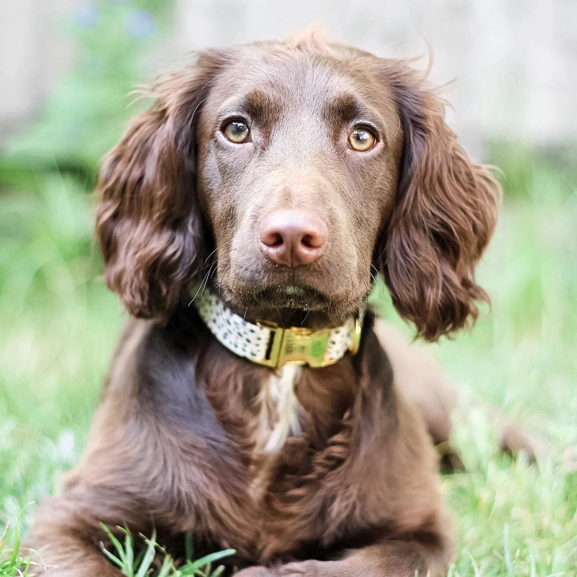 håndlaget hundehalsbånd