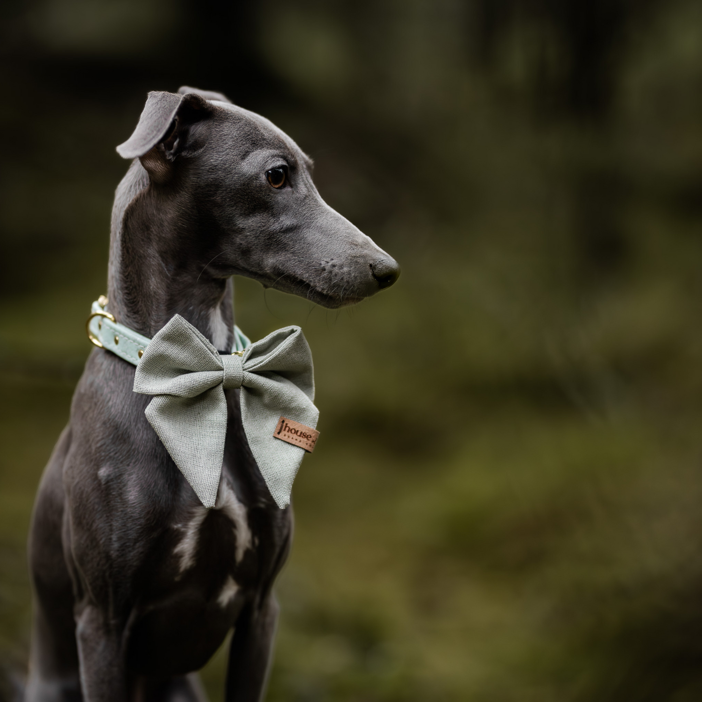 Sailor Bow - Sage Green Dog Bow Tie