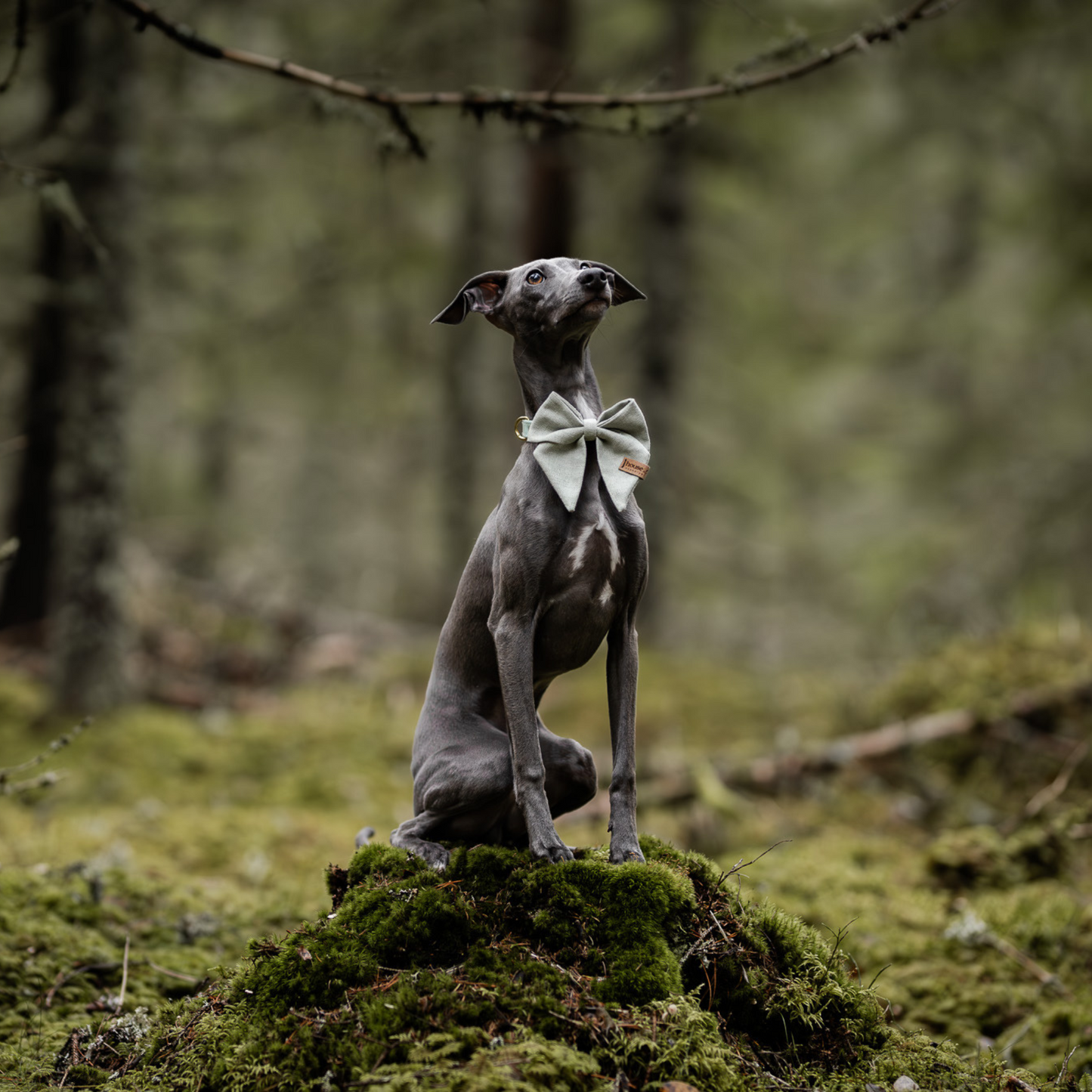 Sailor Bow - Sage Green Dog Bow Tie