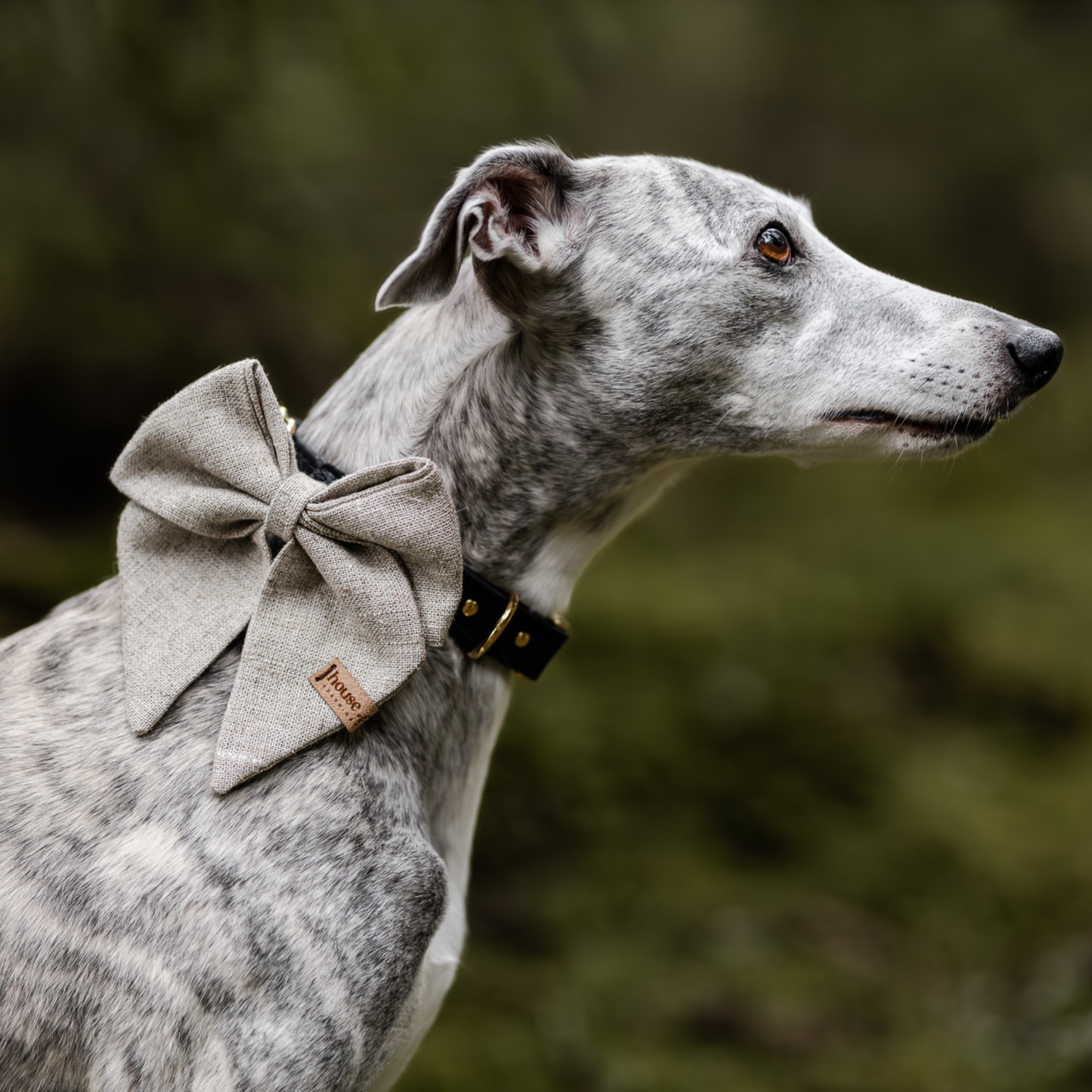 Sailor Bow - Wheat Dog Bow Tie